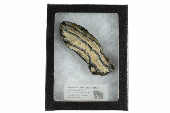 Mammoth Molar Slice With Case - South Carolina #99532